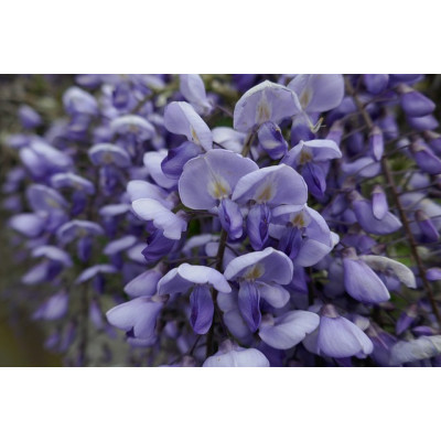 Kiinansinisade ’Blue Sapphire’ (Wisteria sinensis ’Blue Sapphire’)